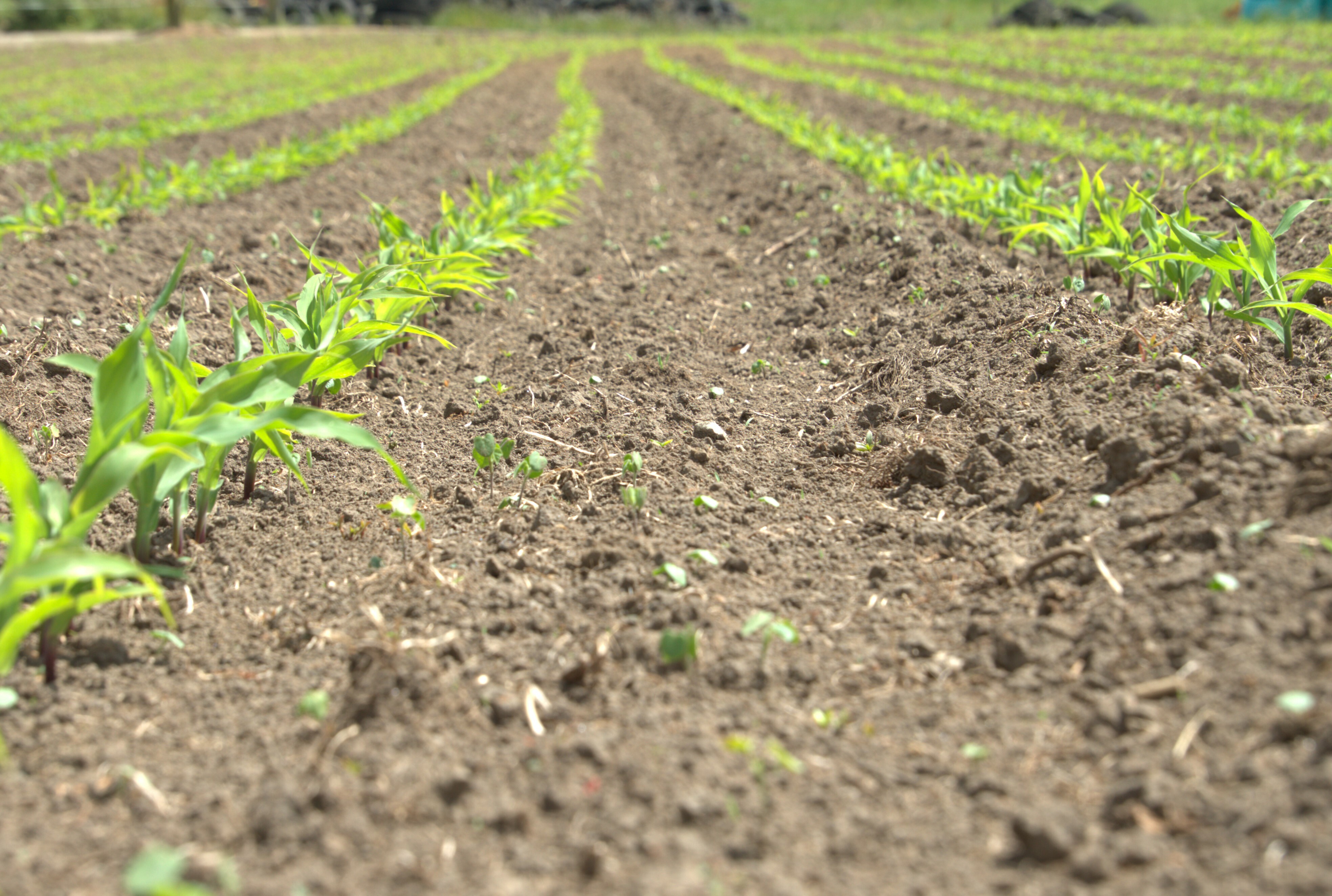 Velvetleaf-in-maize-S-Linton-2024_2024-08-06-214446_irxx.jpg