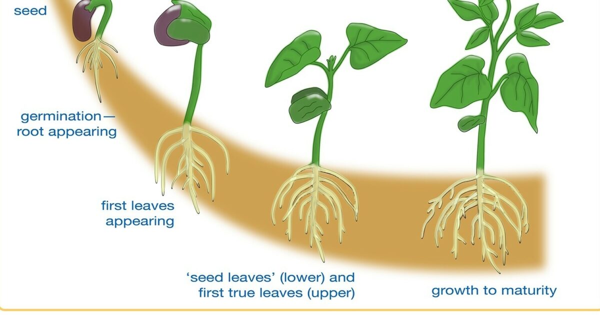 FAR Research Bean germination poster