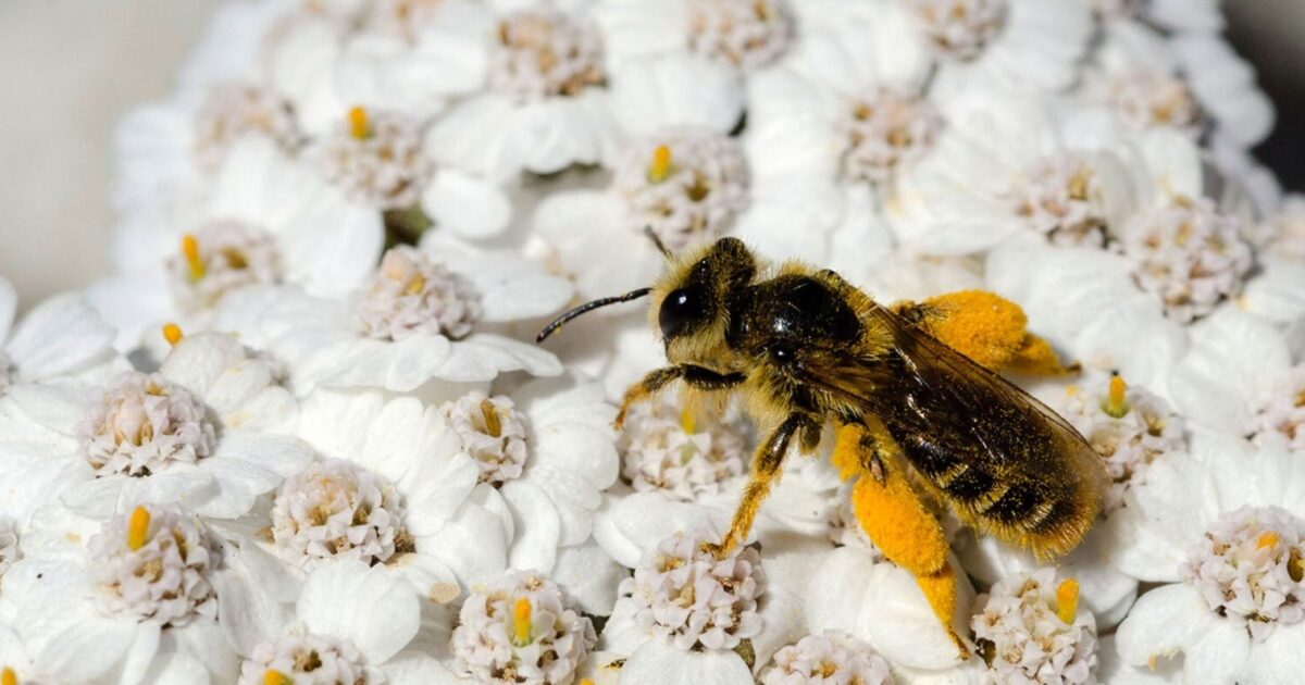Topic Bee FAR Research | Saving our bees — Unit/Topic