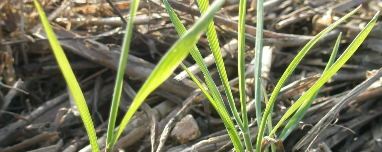 Black grass seedlings 5
