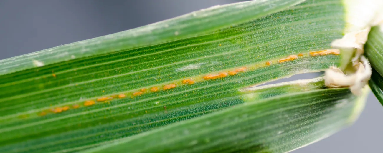 Stripe rust cocksfoot