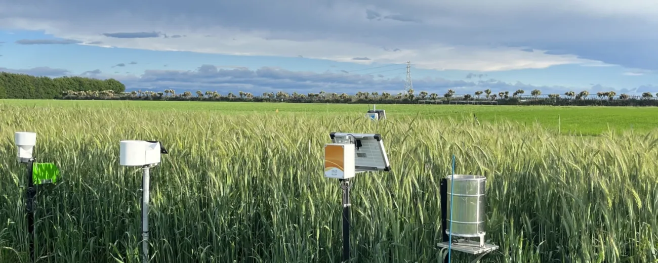 Moisture probe kowhai