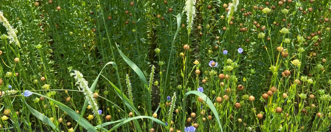 BG early flowering and stem extension