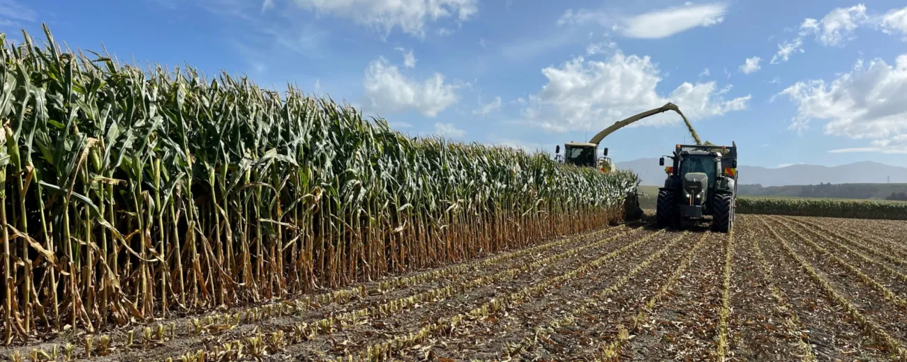 Maize silage harvest South Canty