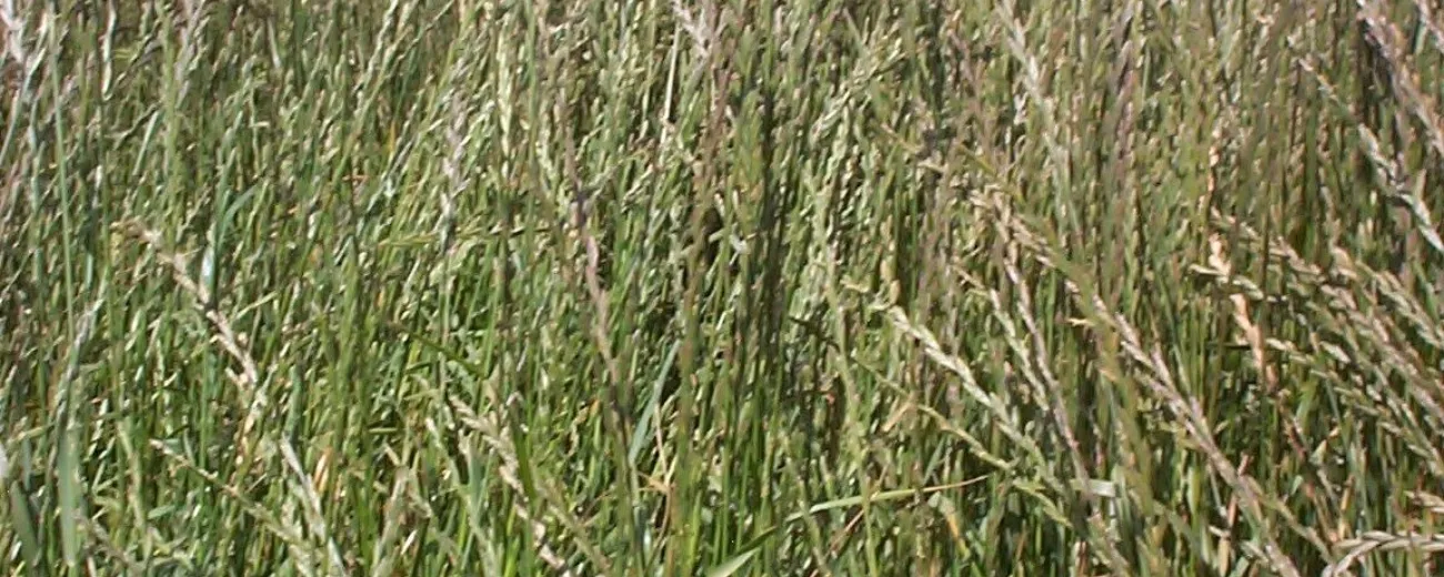 Ryegrass