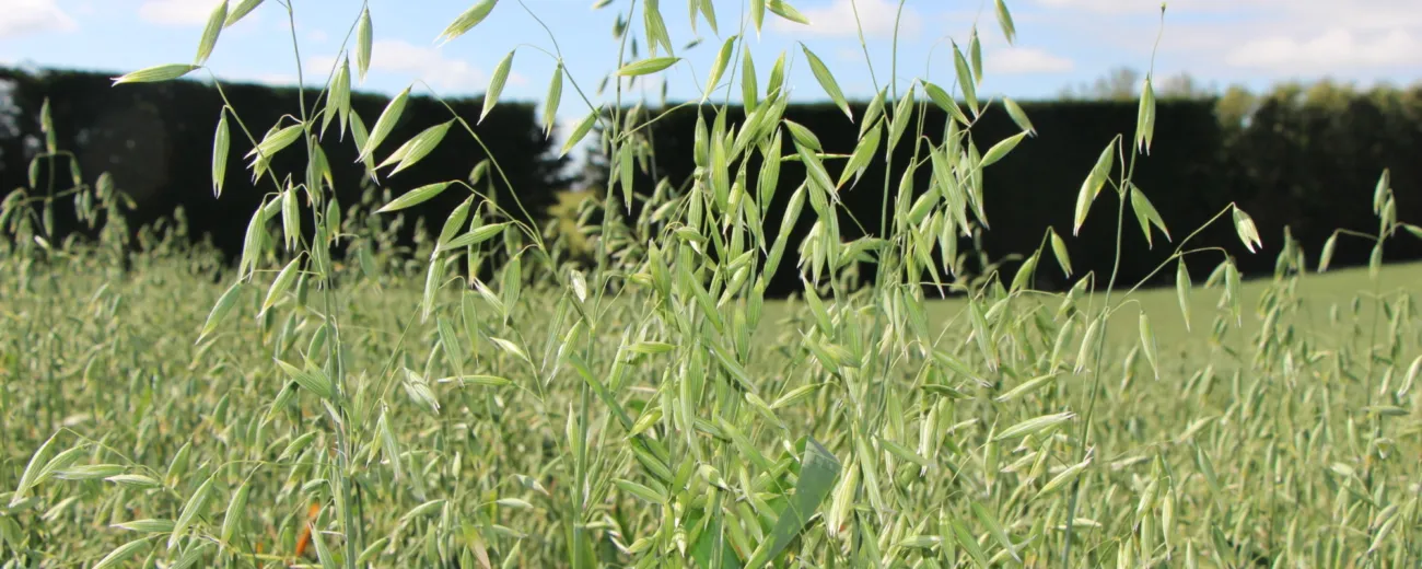 Oats 2