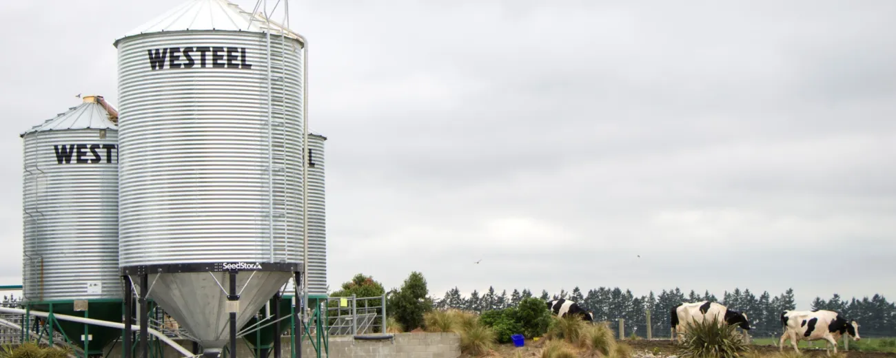 Cows and silos