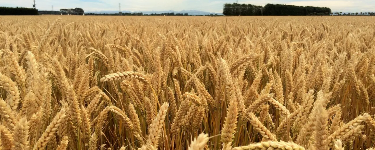 Wheat kowhai