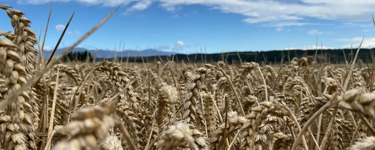Peter hewson wheat ready for hravest