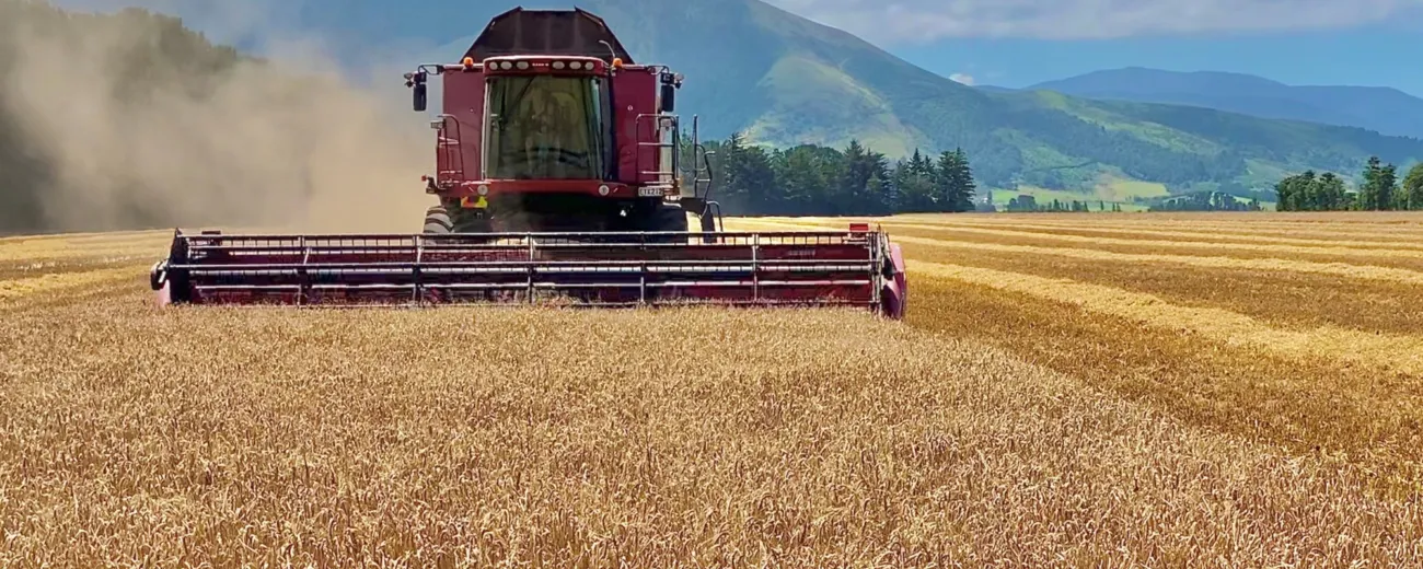2021 wheat harvest Canterbury