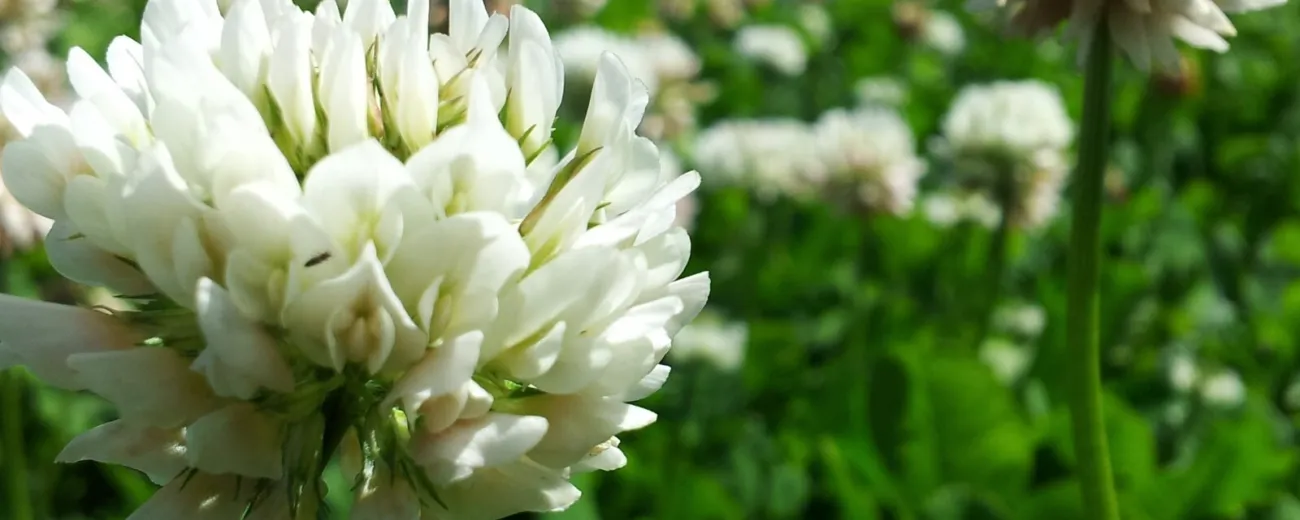 White clover