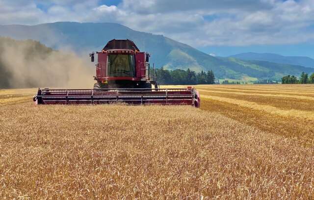 2021-wheat-harvest-Canterbury.jpeg