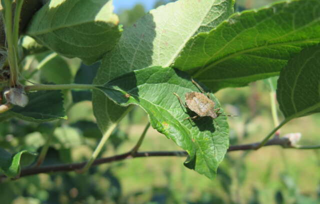 Brown-marmorated-stink-bug.jpg