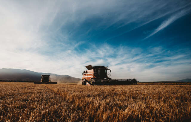 Chloe-Lodge-Hakataramea-valley-harvest.jpg