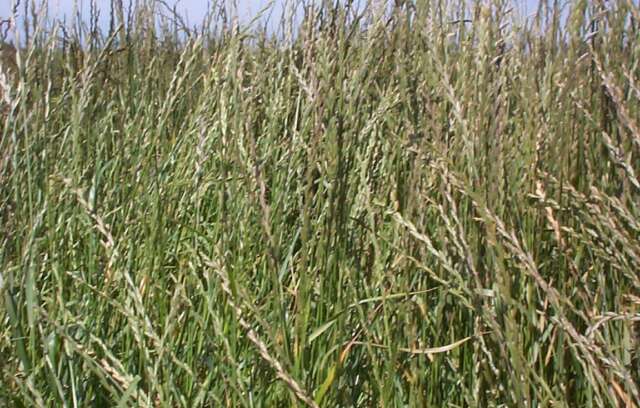 Ryegrass.jpg