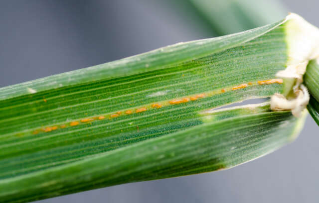 Stripe-rust-cocksfoot.jpg
