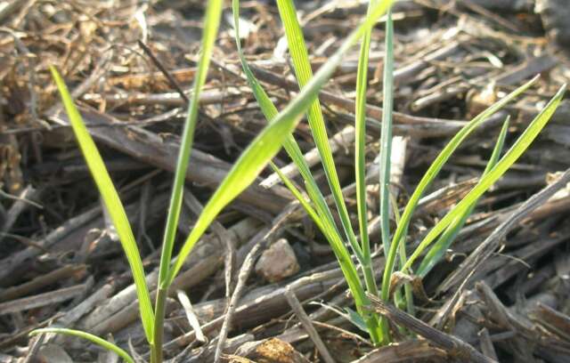 black-grass-seedlings-5_2022-11-30-231841_lats.jpg