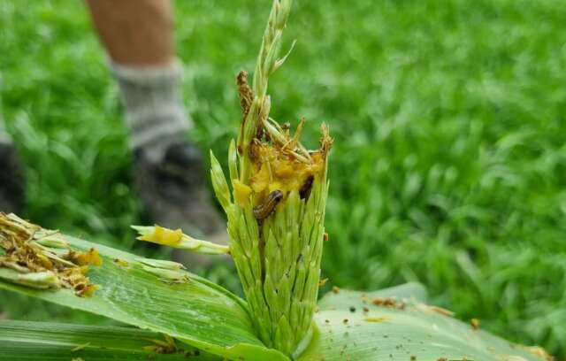 fall-armyworm-4_2022-11-30-030518_aehr.jpg