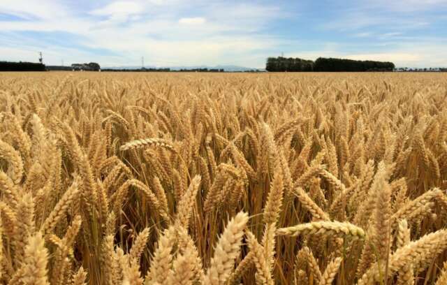 wheat-kowhai.jpg